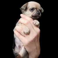 Chiots type chihuahua non lof #3