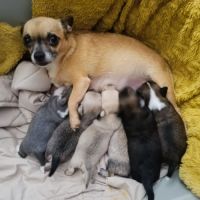 Chiots type chihuahua non lof #4