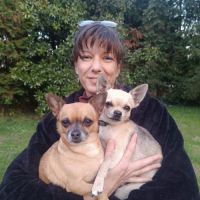 Chiots type chihuahua non lof #5