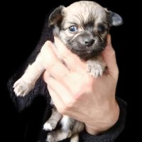 Chiots type chihuahua non lof #7