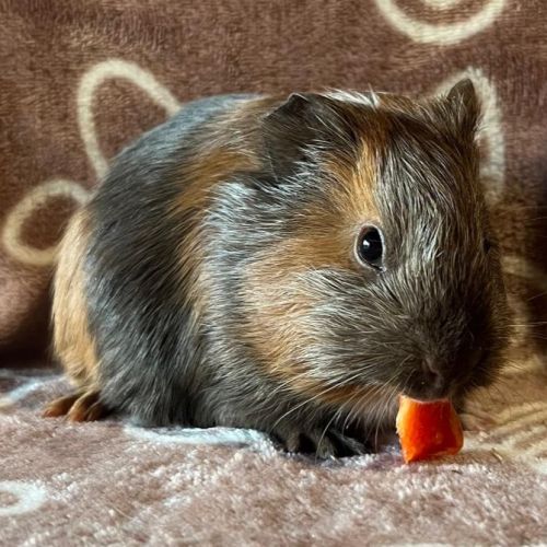 Bébé cochon d'inde