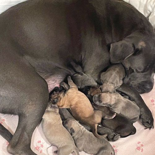Chiots cane corso lof - élevés en famille #2