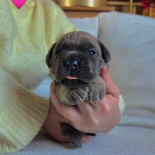 Chiots cane corso lof - élevés en famille #0