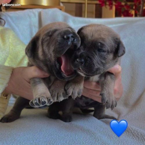 Chiots cane corso lof - élevés en famille #7