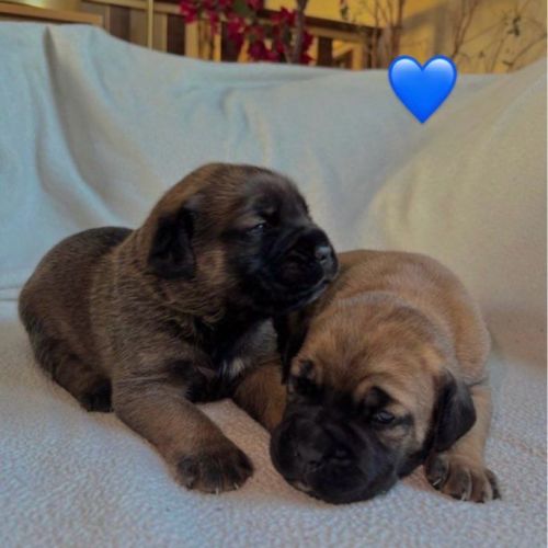 Chiots cane corso lof - élevés en famille #8