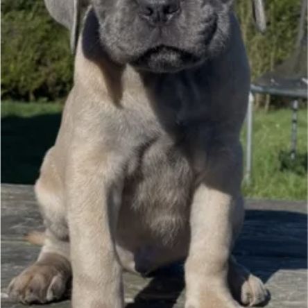 Chiots cane corso lof - élevés en famille #3