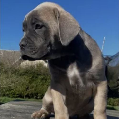 Chiots cane corso lof - élevés en famille #6