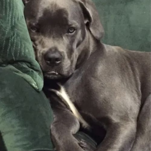 Chiots cane corso lof - élevés en famille #7