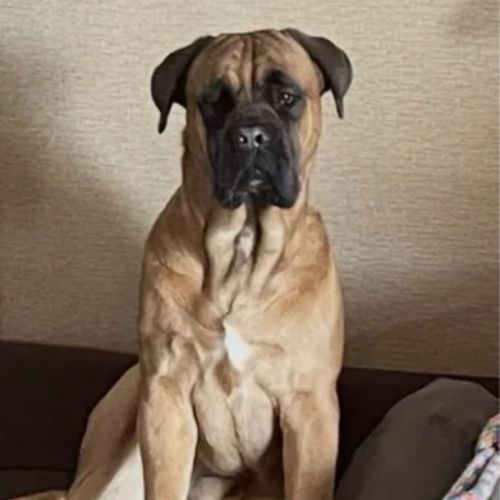 Chiots cane corso lof - élevés en famille #8