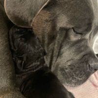 Chiots cane corso lof - élevés en famille #5