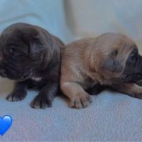 Chiots cane corso lof - élevés en famille #6