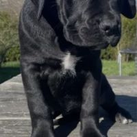 Chiots cane corso lof - élevés en famille #2