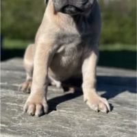 Chiots cane corso lof - élevés en famille #4