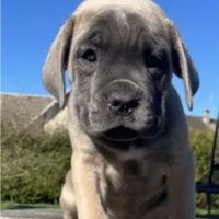 Chiots cane corso lof - élevés en famille #5