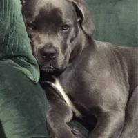 Chiots cane corso lof - élevés en famille #7