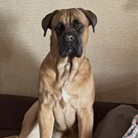 Chiots cane corso lof - élevés en famille #8