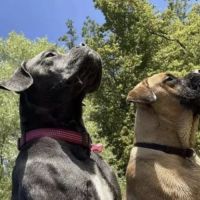 Chiots cane corso lof - élevés en famille #9