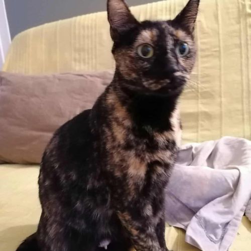 Lahna, jeune chatte à l'adoption #1