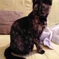 Lahna, jeune chatte à l'adoption #2