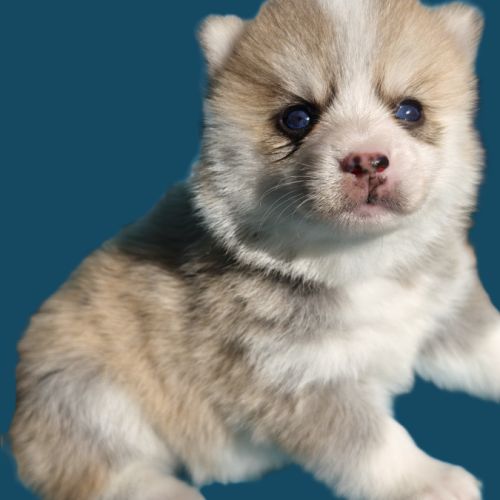 Superbes chiots pomsky toy et mini #2