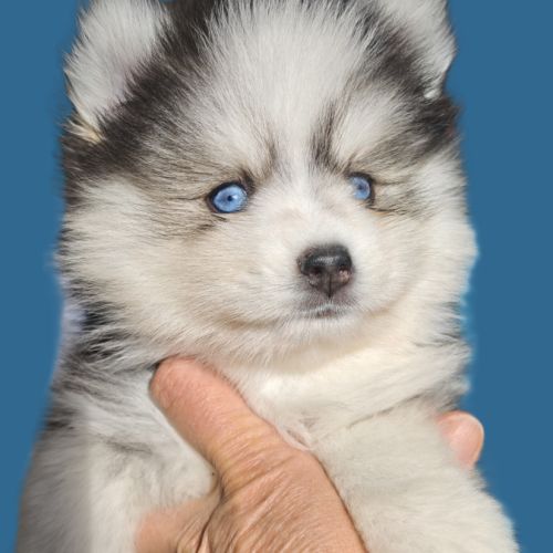 Superbes chiots pomsky toy et mini #0
