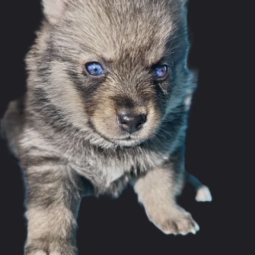 Superbes chiots pomsky toy et mini #4