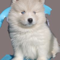 Superbes chiots pomsky toy et mini #1