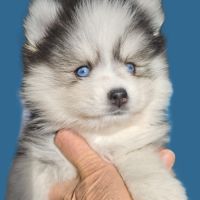 Superbes chiots pomsky toy et mini