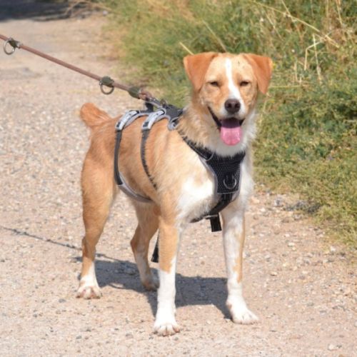 Oso 2 ans, un amour de toutou #2