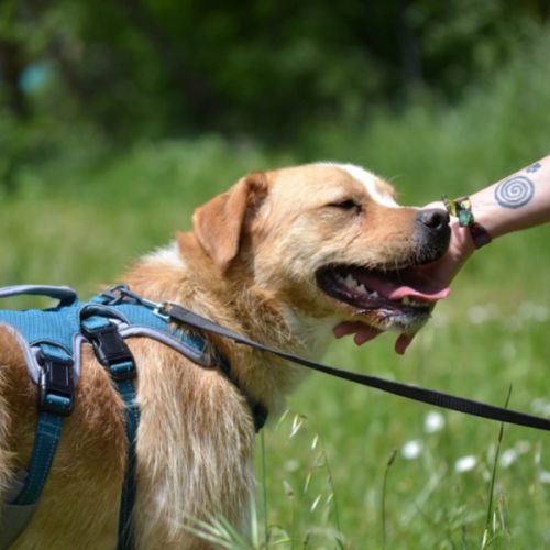 Oso 2 ans, un amour de toutou #4