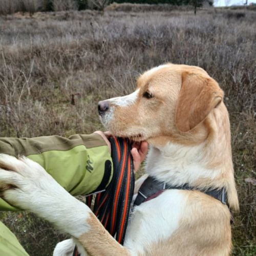 Oso 2 ans, un amour de toutou #6