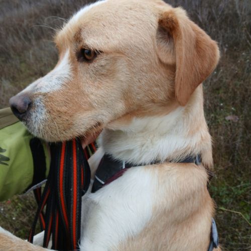 Oso 2 ans, un amour de toutou #7