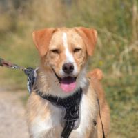 Oso 2 ans, un amour de toutou #0