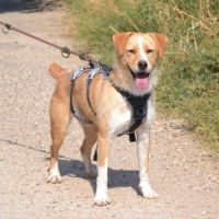 Oso 2 ans, un amour de toutou #2