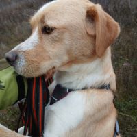 Oso 2 ans, un amour de toutou #7