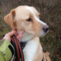 Oso 2 ans, un amour de toutou #8