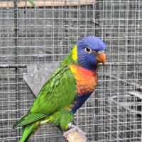 Couple lori de swainson #1