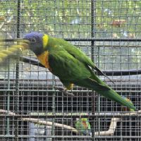 Couple lori de swainson #2