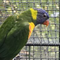 Couple lori de swainson #0