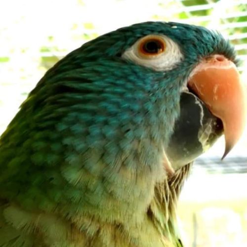 Conure à tête bleue