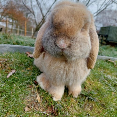 Lapin belier minilop #2