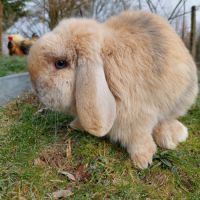 Lapin belier minilop #1