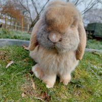 Lapin belier minilop #2