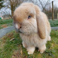 Lapin belier minilop