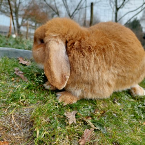 Lapin belier minilop #1