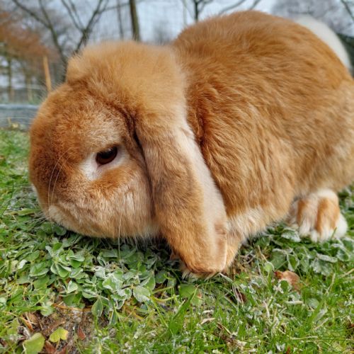 Lapin belier minilop #3