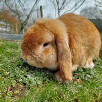 Lapin belier minilop #0