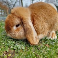 Lapin belier minilop #3