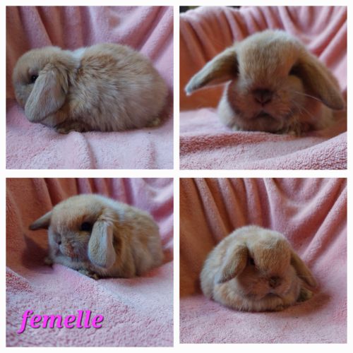 Lapin belier minilop #3