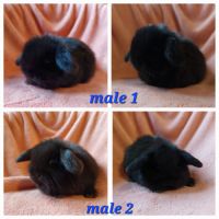 Lapin belier minilop #1